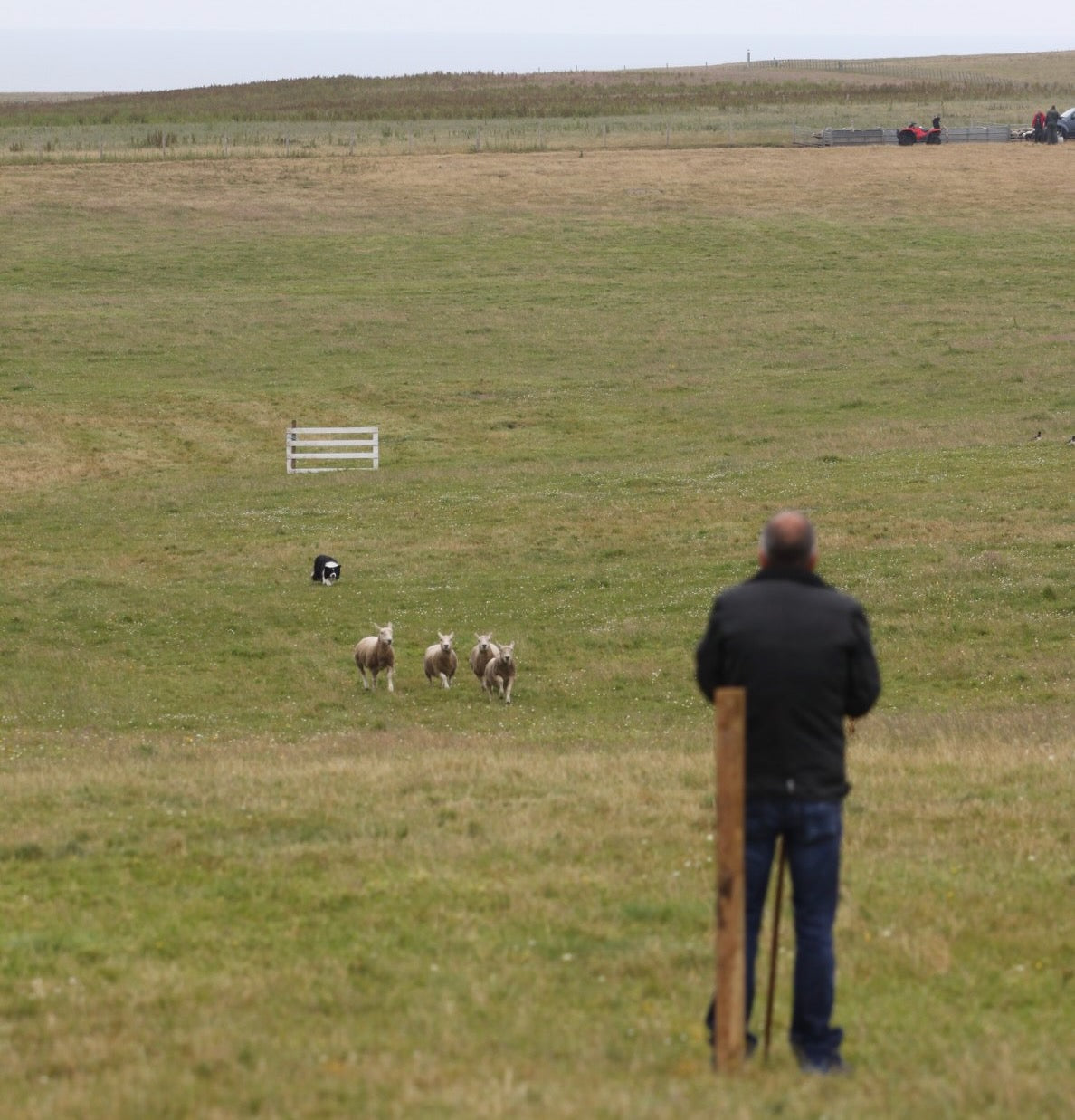 Dog training