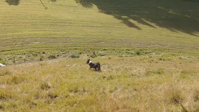 A Border Collie training