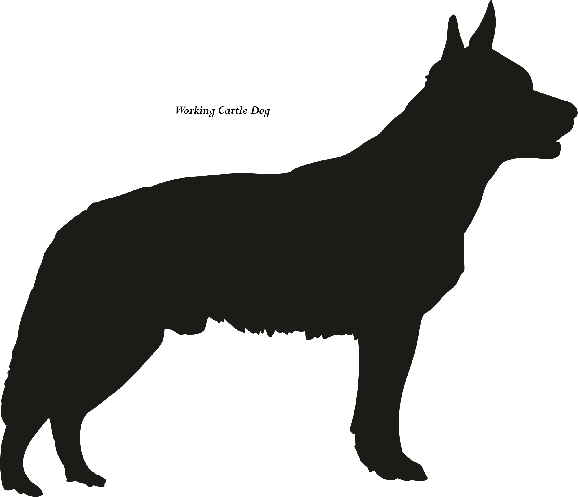 Australian Cattle Dog