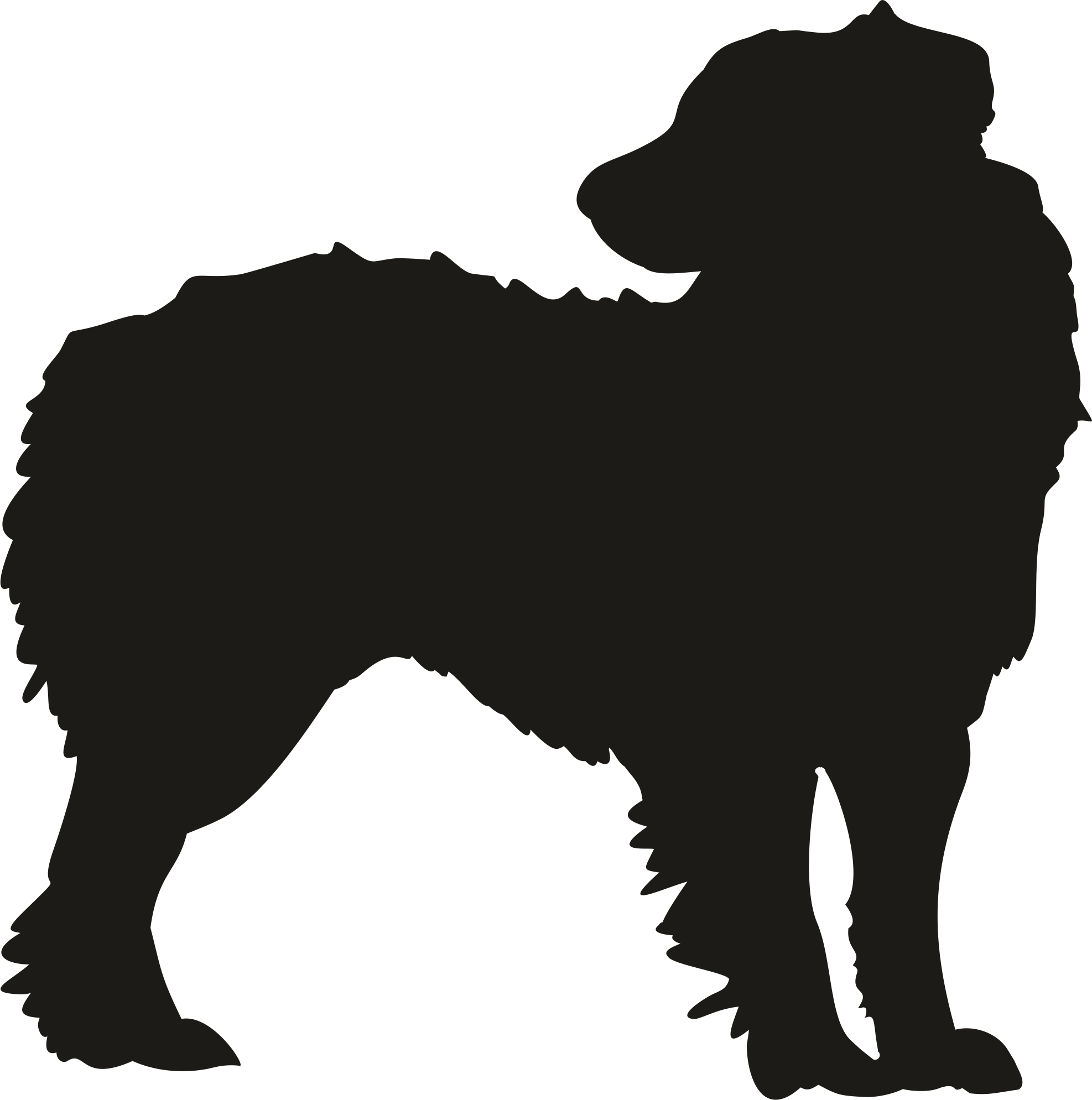 Australian Sheperd