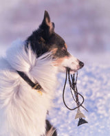 Border Collie profile against snow holding Logan whistles and lanyards in its mouth