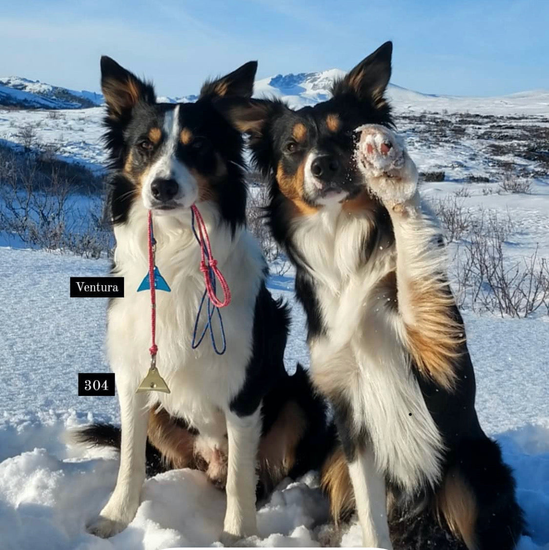 Border Collies