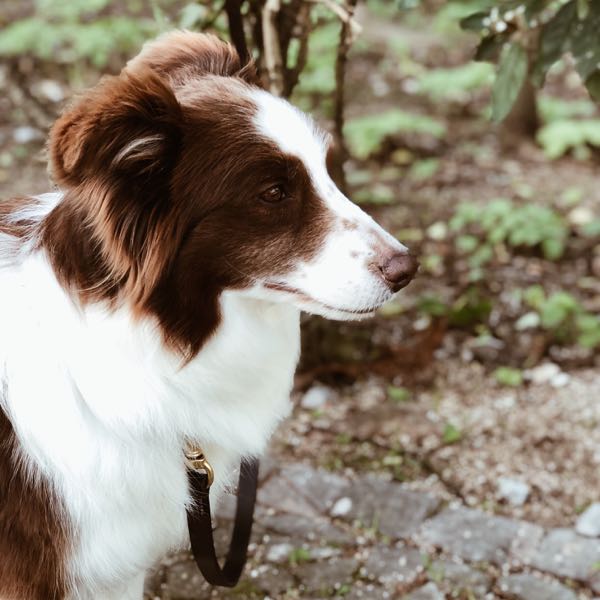 Border Collie wearing a English Bridle Leather Dog Lead