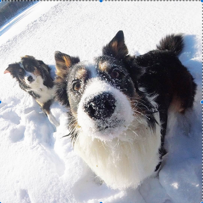 Border Collies playing in the snow