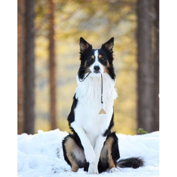 Border Collie holding Logan Ventura Brass Whistle