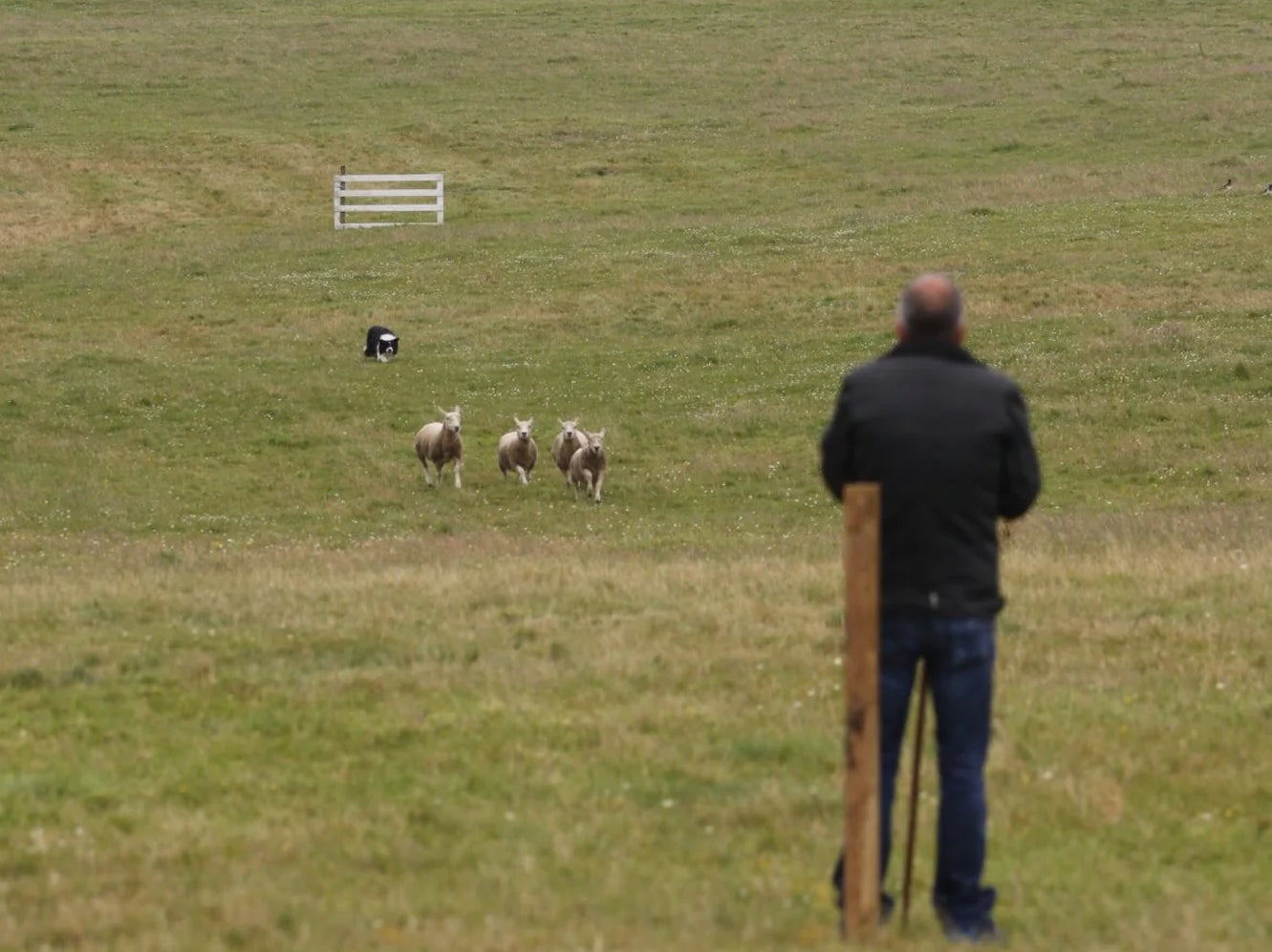 Sheepdog herding sheep across a grassy field while a handler watches from a distance.