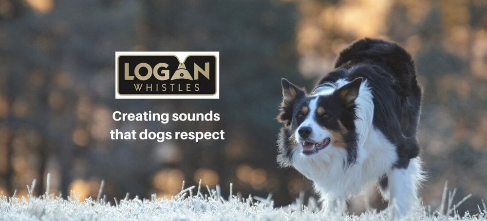 Border Collie working to whistle commands