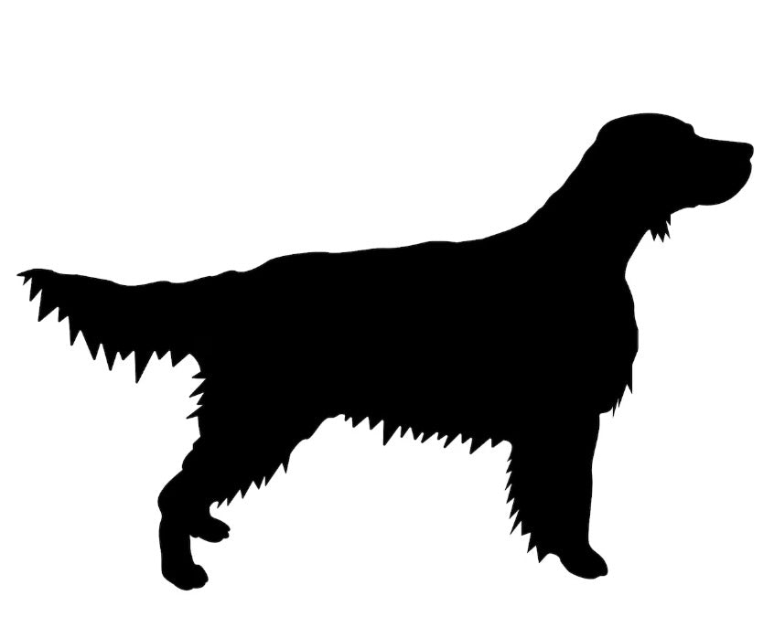 A black silhouette of an English Setter dog standing in profile on a plain white background.