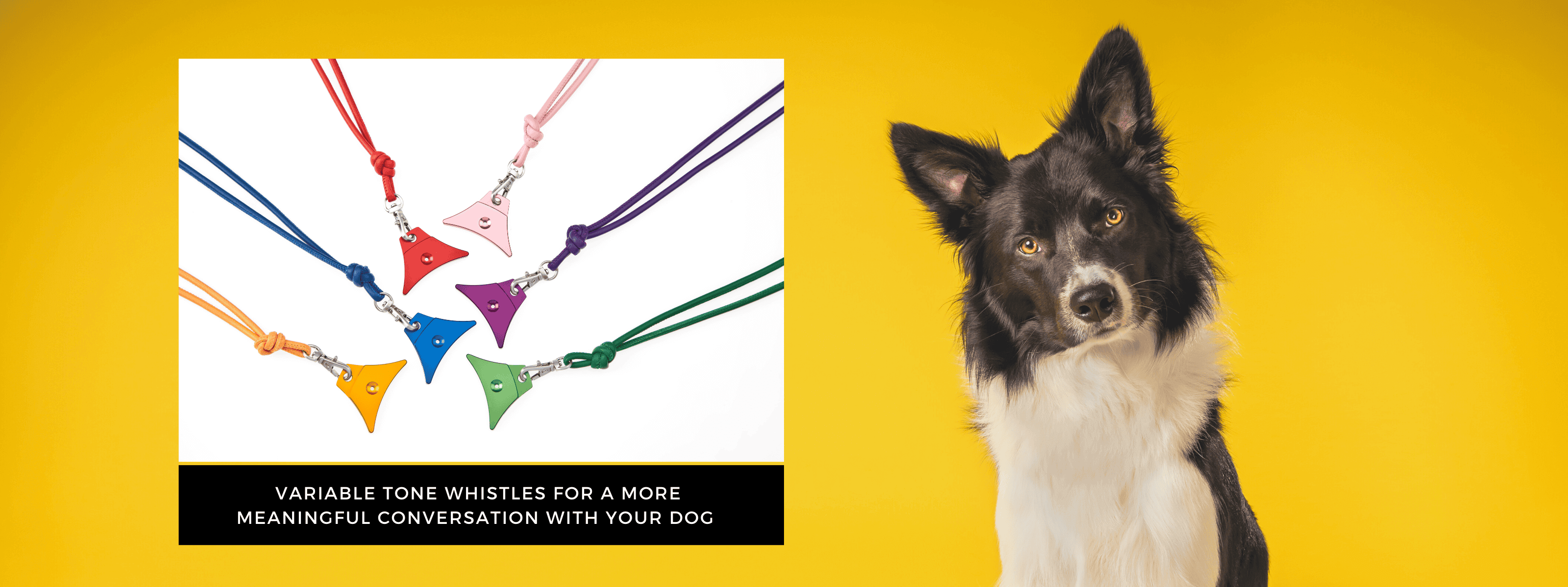 Dog with colorful whistles on a yellow background