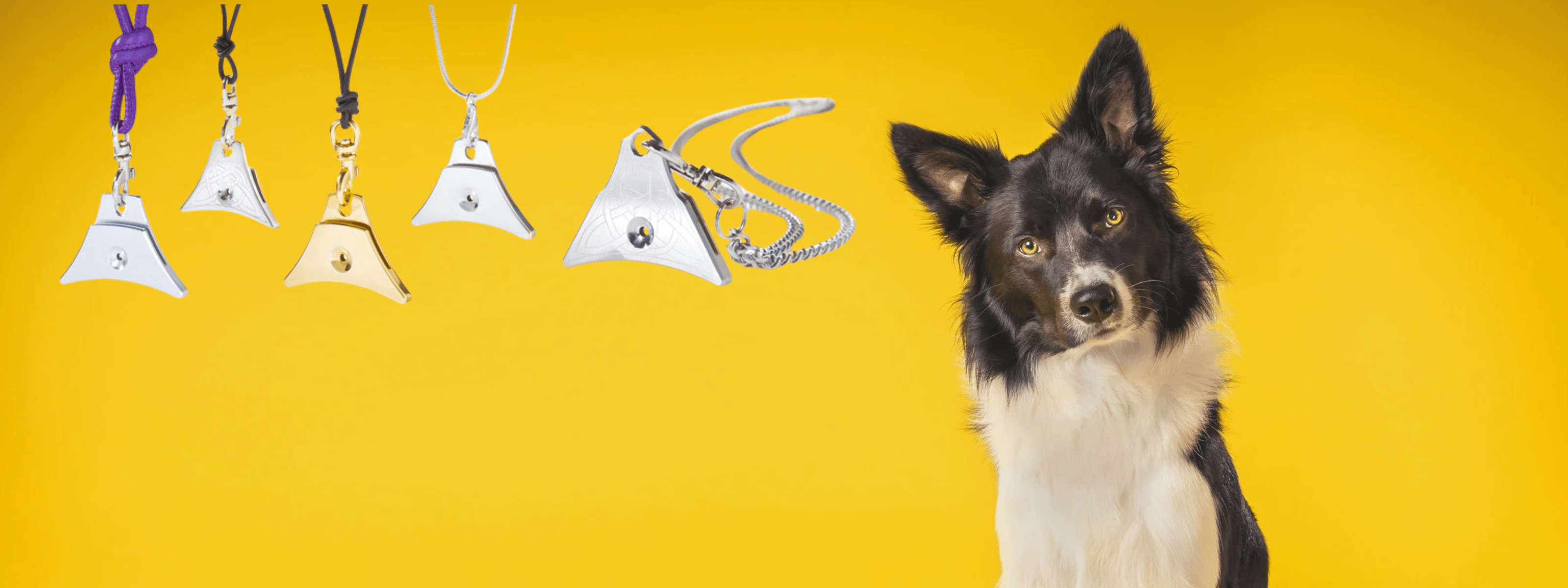 Border Collie on yellow background with Logan Whistles on chains and coloured lanyards