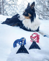 Logan black sheepdog whistles and Border Collie in snow