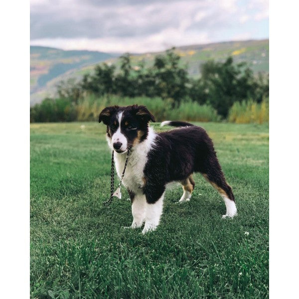 Border Collie puppy holding Logan 304 whistle and lanyard