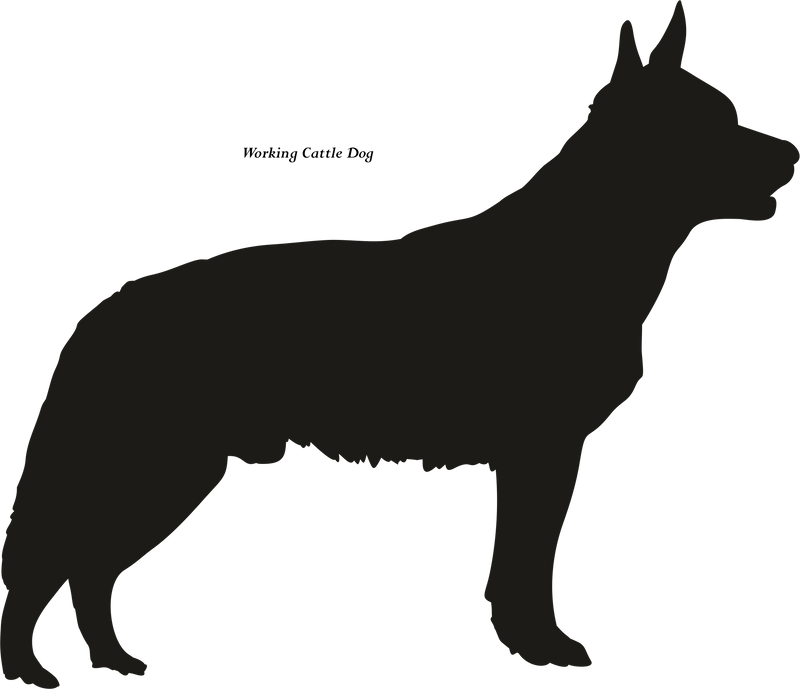 Australian Cattle Dog