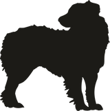 Australian Sheperd