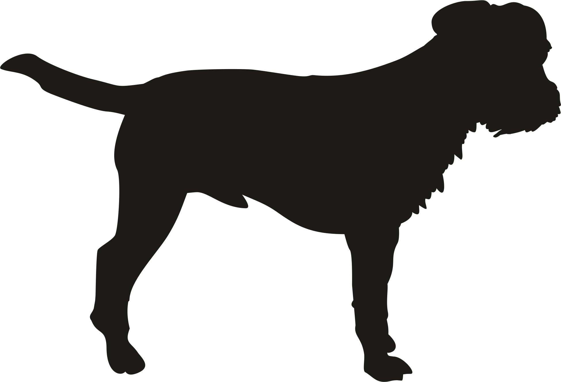 Border Terrier Shadow