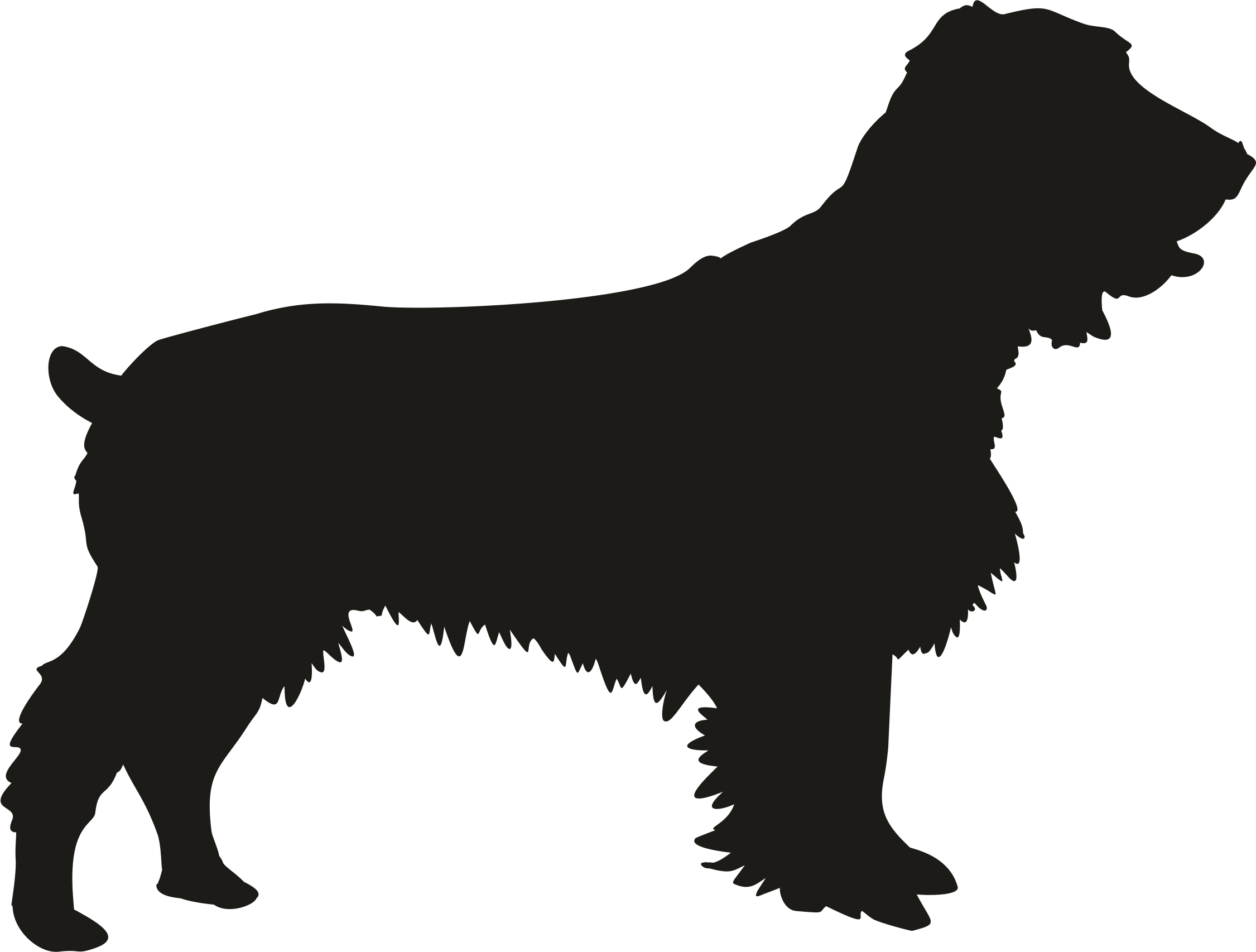Spaniel shadow