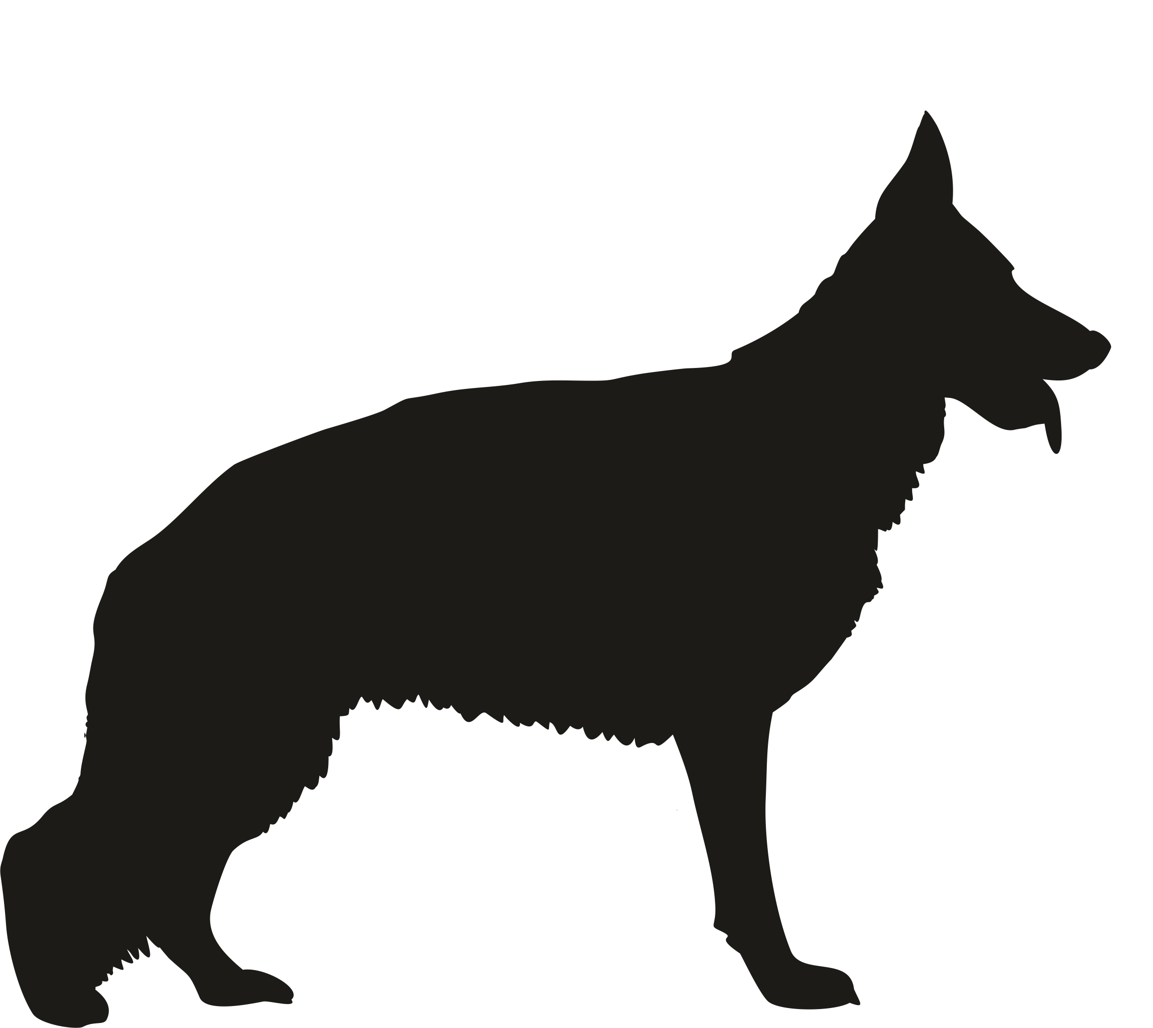 Border Collie shadow