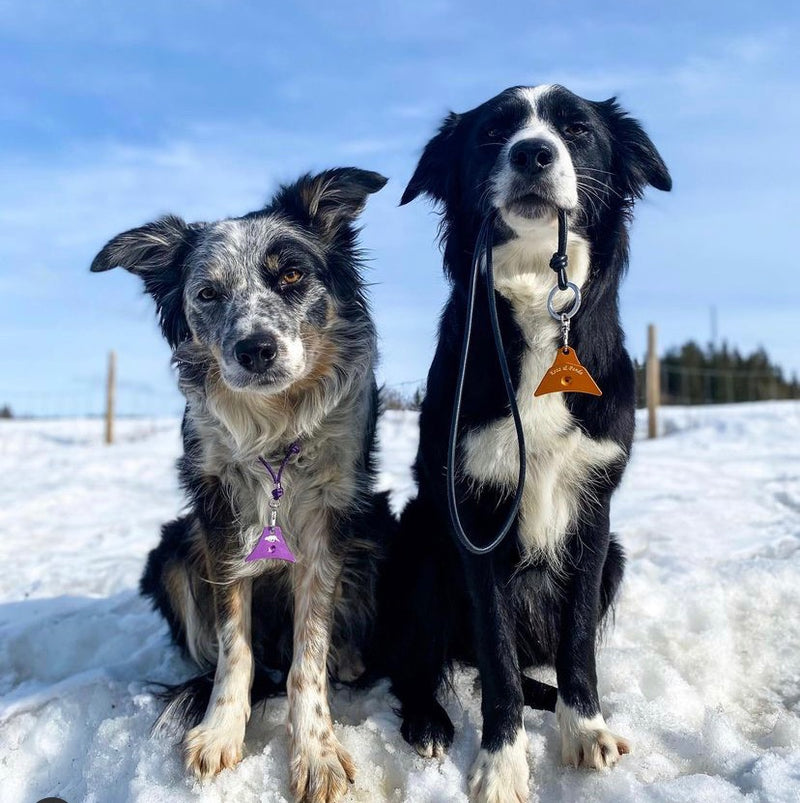 Border Collies