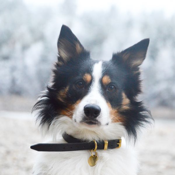 Border Collie